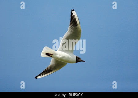 Mouette- noir (Larus ridibundus), en vol, Texel, Hollande Banque D'Images