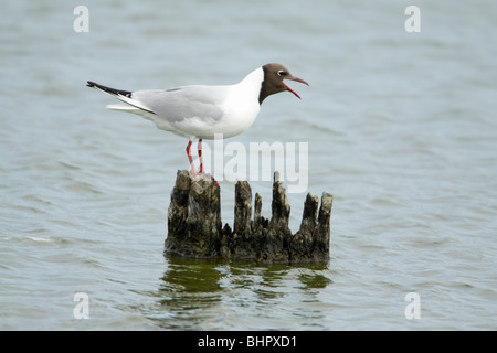 Mouette- noir (Larus ridibundus), appelez de poste en mer, Texel, Hollande Banque D'Images