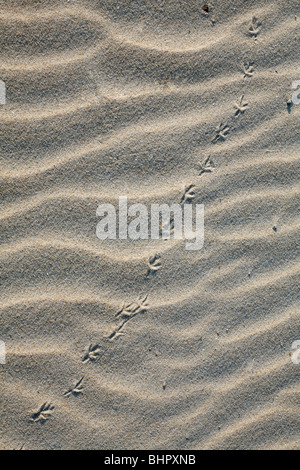 Les pistes d'oiseaux dans le sable, l'île de Texel, Hollande Banque D'Images