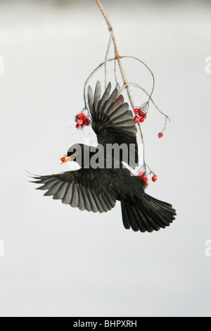 Blackbird (Turdus merula), en vol, se nourrissant de baies Rose Guelder en hiver Banque D'Images