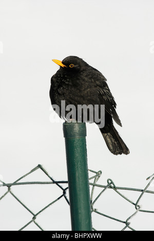 Blackbird (Turdus merula), assis sur le poteau de clôture de jardin en hiver, Allemagne Banque D'Images