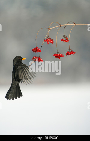 Blackbird (Turdus merula), se nourrissant de baies Rose Guelder en hiver, Allemagne Banque D'Images