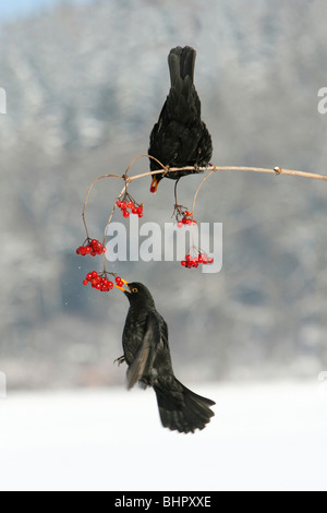 Merle noir (Turdus merula), combats de Guelder Rose des baies en hiver, Allemagne Banque D'Images