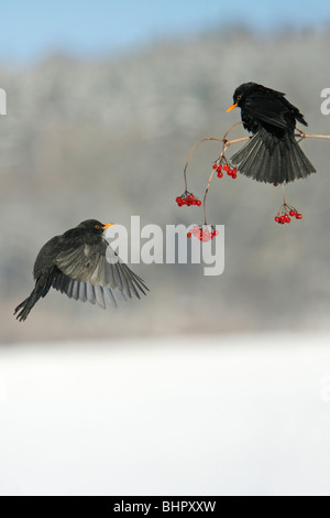 Merle noir (Turdus merula), se nourrissant de baies Rose Guelder en hiver, Allemagne Banque D'Images