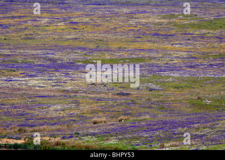 Grande outarde (Otis tarda), l'affichage de zone, lek, parmi les fleurs sauvages, Alentejo, Portugal Banque D'Images