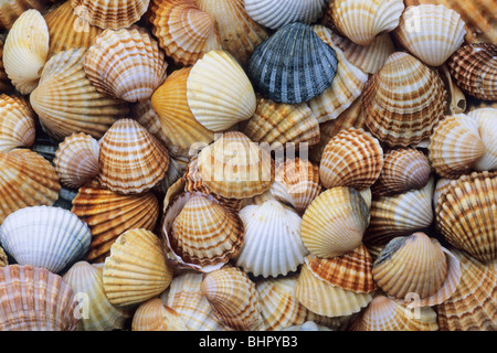 Coque commune Cerastoderma edula (coquilles), sur la plage dans le parc national de Coto Donana, Andalousie, Sud de l'Espagne Banque D'Images