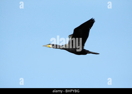 Cormoran (Phalacrocorax carbo), en vol, Holland Banque D'Images