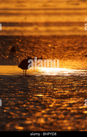 Curlew (Numenius arquata), l'alimentation, de l'estuaire sur au lever du soleil, Northumberland, England, UK Banque D'Images