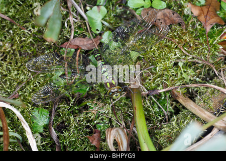 Le sud de Hawker Dragonfly (Aeshna cyanea), femelle en ponte dans la mousse au bord de l'étang, Allemagne Banque D'Images