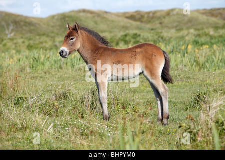 Poney Exmoor, Poulain, de Bollekamer parc national des dunes de sable, Texel, Hollande Banque D'Images