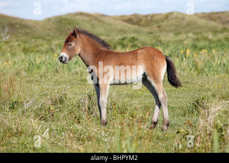 Poney Exmoor, Poulain, de Bollekamer parc national des dunes de sable, Texel, Hollande Banque D'Images