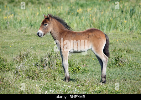 Poney Exmoor, Poulain, de Bollekamer parc national des dunes de sable, Texel, Hollande Banque D'Images