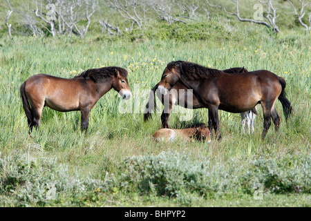 Poney Exmoor, Juments et Poulains, repos de Bollekamer parc national des dunes de sable, Texel, Hollande Banque D'Images