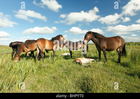 Poney Exmoor, Juments et Poulains, repos de Bollekamer parc national des dunes de sable, Texel, Hollande Banque D'Images