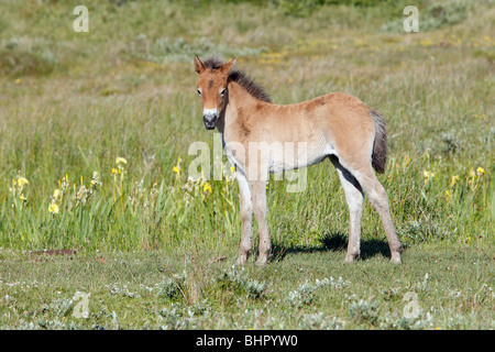 Poney Exmoor, Poulain, de Bollekamer parc national des dunes de sable, Texel, Hollande Banque D'Images