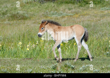 Poney Exmoor, Poulain, de Bollekamer parc national des dunes de sable, Texel, Hollande Banque D'Images