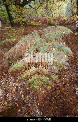 Fougère (Pteridium frondes sp), à l'automne, couvert de feuilles, Allemagne Banque D'Images