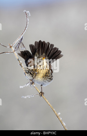 F) Fieldfare (Turdus, perchée sur sa queue, la direction générale de fanning en hiver, Allemagne Banque D'Images