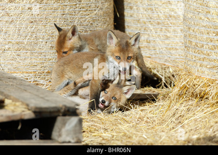 European Red Fox (Vulpes vulpes), trois oursons jouant dans une grange, Hessen, Allemagne Banque D'Images