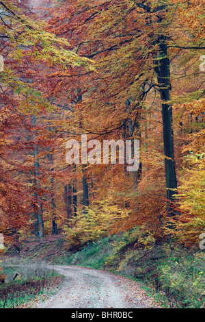 Forêt de hêtres (Fagus sylvatica), montrant la couleur en automne, Allemagne Banque D'Images