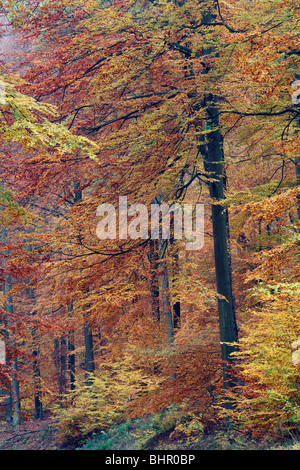 Forêt de hêtres (Fagus sylvatica), montrant la couleur en automne, Allemagne Banque D'Images
