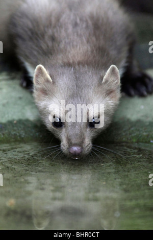 Hêtre européen / Stone marten (Martes foina), boire de l'extérieure, Allemagne Banque D'Images