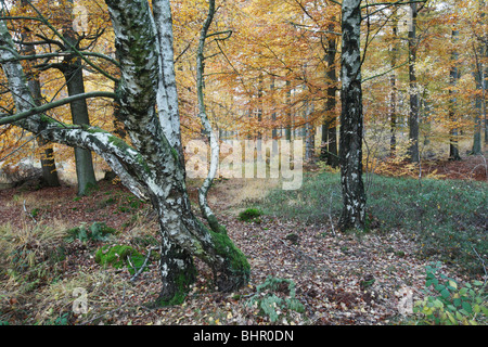 Arbre bouleau verruqueux (Betula pendula), parmi les hêtres (Fagus sylvatica) en automne , Allemagne Banque D'Images