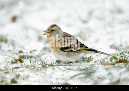 Pinson du nord (Fringilla montifringilla), l'alimentation sur le sol, en hiver, Allemagne Banque D'Images