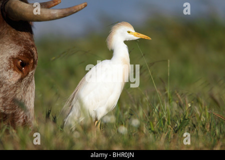 Héron garde-boeufs (Bubulcus ibis), la recherche de nourriture à côté d'une vache, Portugal Banque D'Images