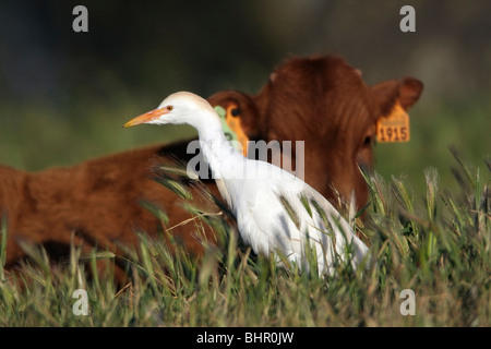 Héron garde-boeufs (Bubulcus ibis), la recherche de nourriture à côté d'une vache, Portugal Banque D'Images