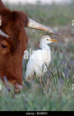 Héron garde-boeufs (Bubulcus ibis), la recherche de nourriture à côté d'une vache, Portugal Banque D'Images