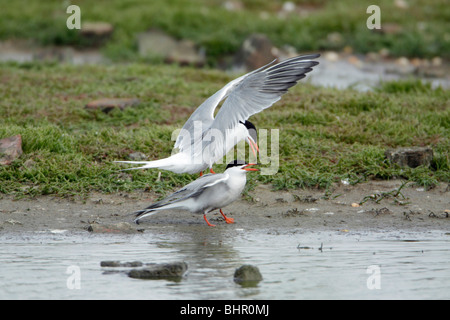 La sterne pierregarin (Sterna hirundo), paire d'accouplement, Texel, Hollande Banque D'Images