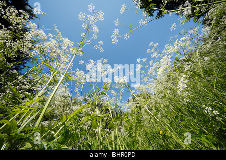 Cow Parsley (Anthriscus sylvestris), poussant dans Forest Glade, Allemagne Banque D'Images