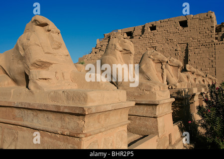 L'Avenue des sphinx à tête de bélier à l'entrée principale du temple de Karnak à Louxor, Egypte Banque D'Images
