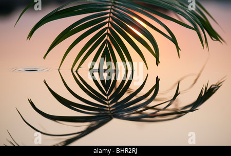 La feuille de palmier se reflétant dans une piscine toujours au lever du soleil en Inde Banque D'Images