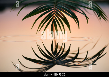 La feuille de palmier se reflétant dans une piscine toujours au lever du soleil en Inde Banque D'Images