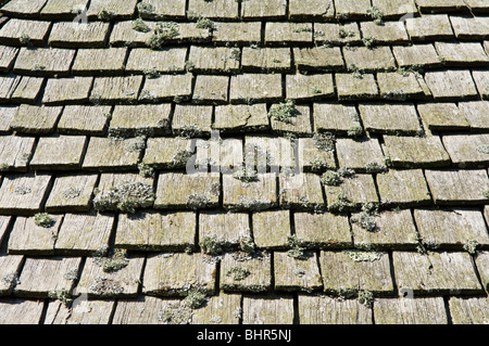 Close up of pine des bardeaux sur un toit couvert de mousse et de bardeaux brisés notamment fissuré carreaux Banque D'Images