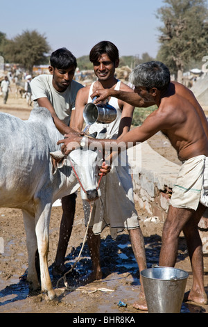 Les hommes indiens lave une jeune vache. Le bétail Nagaur juste. Le Rajasthan. L'Inde Banque D'Images