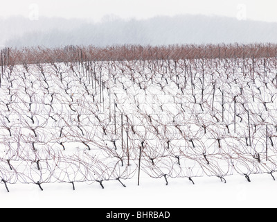 Canada,Ontario,Beamsville,Région de Niagara, de raisin vigne en hiver Banque D'Images