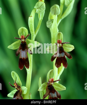 Ophrys insectifera Fly orchid (fleurs) Banque D'Images