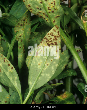 La rouille (Puccinia antirrhini Antirrhinum) pustules sur le dessous des feuilles Banque D'Images