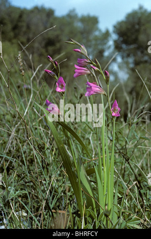 Glaïeul (Gladiolus illyricus sauvages : Iridaceae) Minorque, Espagne Banque D'Images