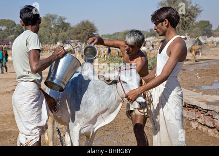 Les hommes indiens lave une jeune vache. Le bétail Nagaur juste. Le Rajasthan. L'Inde Banque D'Images