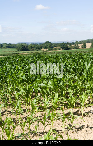 Domaine de maïs doux (Zea mays) croissant dans la campagne du Kent Banque D'Images