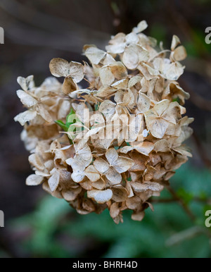 L'Hydrangea Seed Head Banque D'Images