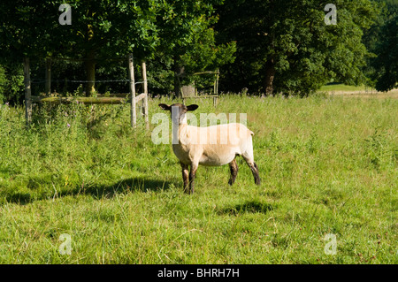 S'émancipant (Ovis aries) avec la face noire et la tête debout dans un champ vert Banque D'Images