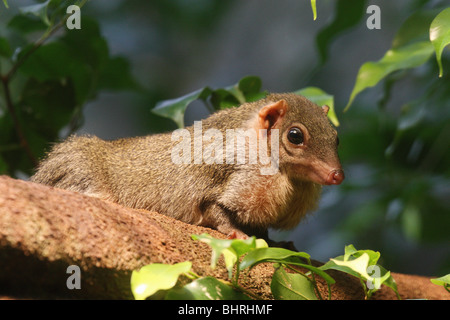 Arbre généalogique du nord Shrew (Dicaeum belangeri) sur une branche Banque D'Images