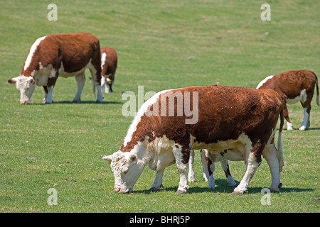 Hereford vaches avec veaux sous