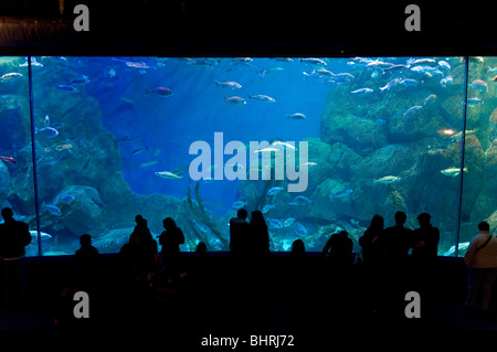 Le National Marine Aquarium à Plymouth Banque D'Images