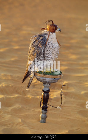 Gyr Falcon avec capuche - assis sur un point d'observation / Falco rusticolus Banque D'Images